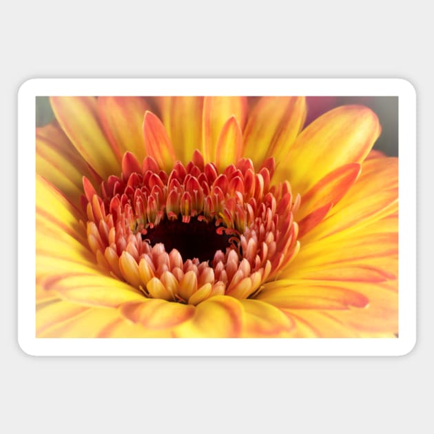 Yellow Gerber Daisy Magnet by gelibolu